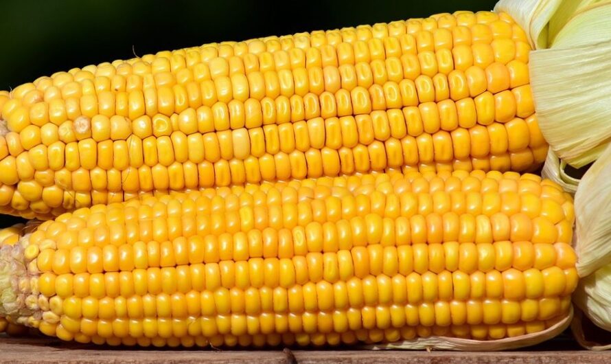 A kőolaj drágulása húzta magával a kukorica árát